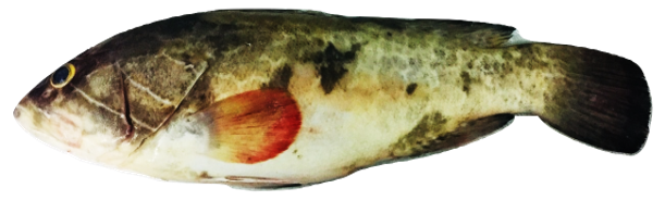 Epinephelus aeneus - White Grouper, wild-caught from Atlantic waters off Mauritania
