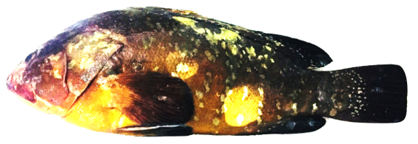 Epinephelus guaza - Dusky Grouper, wild-caught from Atlantic waters off Mauritania