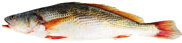 Pseudotolithus senegalensis - Senegalese Croaker, wild-caught from Atlantic waters off Mauritania