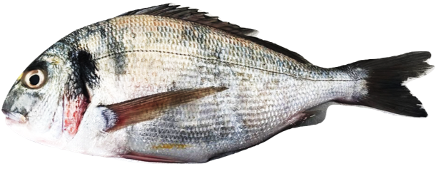 Sparus aurata - Gilthead Sea Bream, wild-caught from Atlantic waters off Mauritania