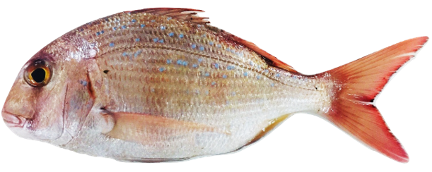 Pagrus caeruleostictus - Blue-spotted Sea Bream, wild-caught from Atlantic waters off Mauritania