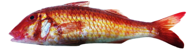Pseudupeneus prayensis - West African Goatfish, wild-caught from Atlantic waters off Mauritania