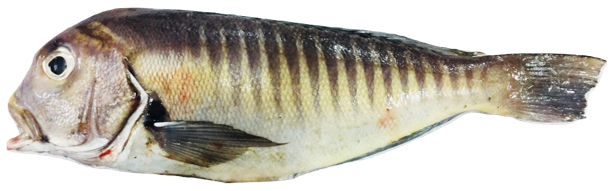 Branchiostegus semifasciatus - Semi-banded Tilefish, wild-caught from Atlantic waters off Mauritania