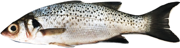Dicentrarchus punctatus - Spotted Sea Bass, wild-caught from Atlantic waters off Mauritania