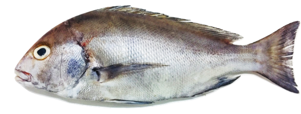 Plectorhinchus mediterraneus - Mediterranean Sweetlips, wild-caught from Atlantic waters off Mauritania