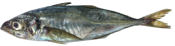 Trachurus trachurus - Atlantic Horse Mackerel, wild-caught from Atlantic waters off Mauritania