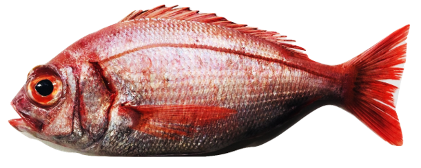 Dentex macrophthalmus - Large-eye Dentex, wild-caught from Atlantic waters off Mauritania