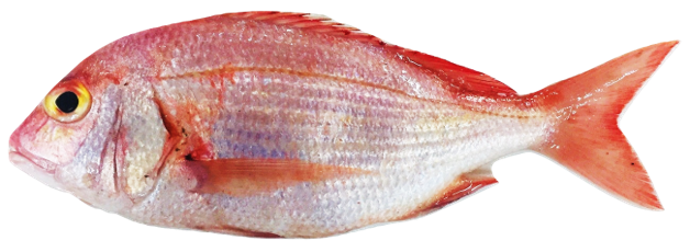 Dentex angolensis - Angolan Dentex, wild-caught from Atlantic waters off Mauritania