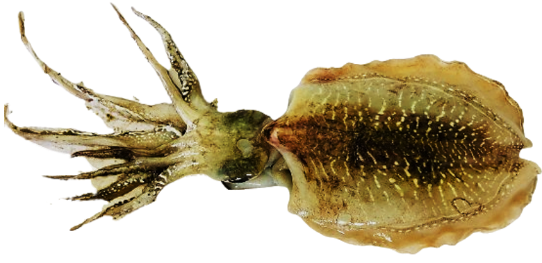 Sepia officinalis - fresh Atlantic cuttlefish from Mauritanian waters
