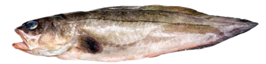 Brotula barbata - Bearded Brotula, wild-caught from Atlantic waters off Mauritania