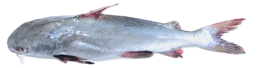 Galeichthys feliceps - Sea Catfish, wild-caught from Atlantic waters off Mauritania