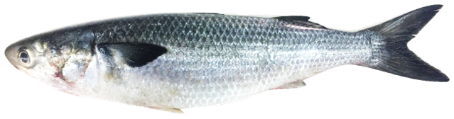 Mugil cephalus - Flathead Grey Mullet, wild-caught from Atlantic waters off Mauritania