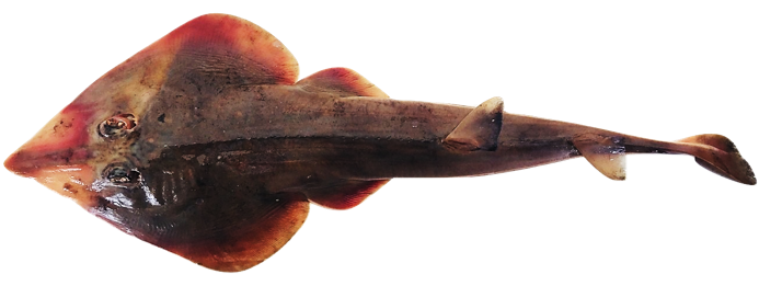 Rhinobatos rhinobatos - Common Guitarfish, wild-caught from Atlantic waters off Mauritania