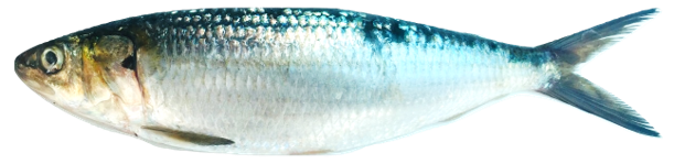 Sardinella aurita - Round Sardinella, wild-caught from Atlantic waters off Mauritania