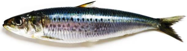Sardina pilchardus - European Pilchard, wild-caught from Atlantic waters off Mauritania