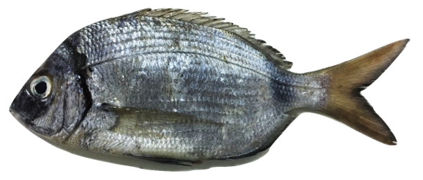 Diplodus sargus - White Sea Bream, wild-caught from Atlantic waters off Mauritania