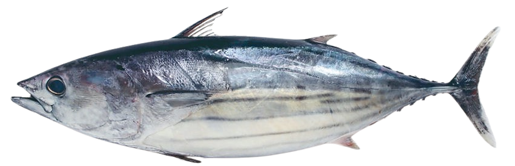 Katsuwonus pelamis - Skipjack Tuna, wild-caught from Atlantic waters off Mauritania