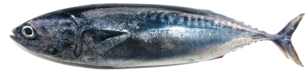 Thunnus thynnus - Atlantic Bluefin Tuna, wild-caught from Atlantic waters off Mauritania