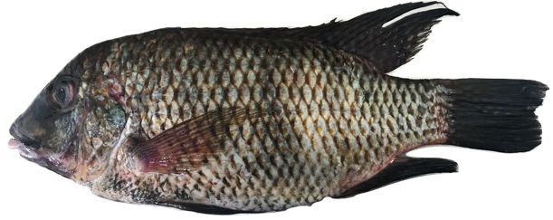 Oreochromis niloticus - Nile Tilapia, wild-caught from Atlantic waters off Mauritania