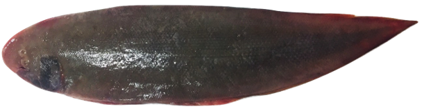Cynoglossus senegalensis - Senegalese Tongue Sole, wild-caught from Atlantic waters