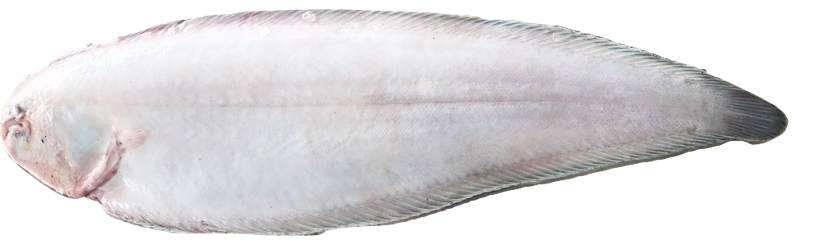 Synaptura cadenati - Cadenati Sole, wild-caught from Atlantic waters